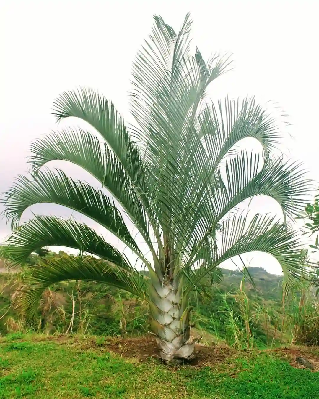 Triangle Palm Plant